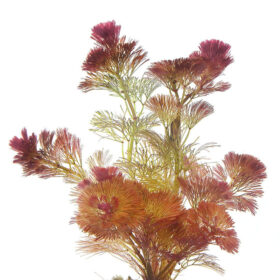 Cabomba Furcata Piauhyensis