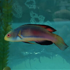 Chirrhilabrus Scottorum Wrasse