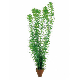 Egeria Densa