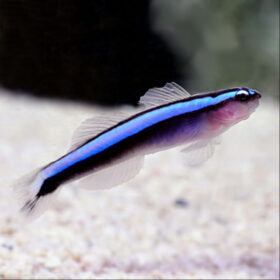 Elacatinus Oceanops Neon Goby Blue