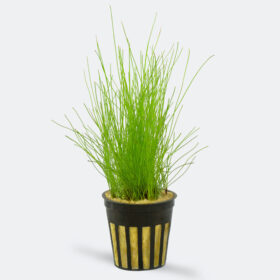 Eleocharis Acicularis pot