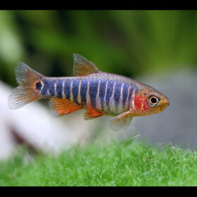Emerald Dwarf Rasbora Danio Erythromicron