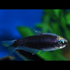 Emperor Tetra Black Nematobrycon Palmeri Black