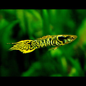 Endler Guppy Tiger Male Poecilia Wingei