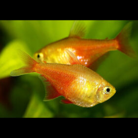 Flame Tetra Orange Hyphessobrycon Flammeus