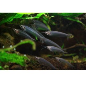 Glassfish