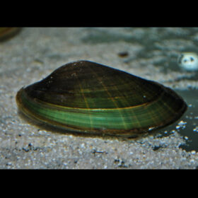Green Mussel Uniandra Contadens