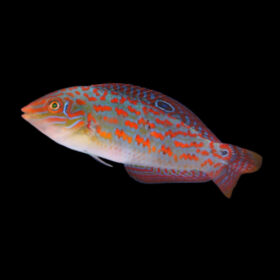Halichoeres Timorensis Timor Wrasse