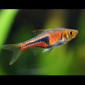 Lambchop Rasbora Trigonostigma Espei