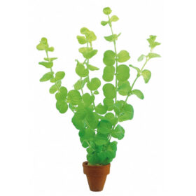 Lysimachia Nummularia Aurea