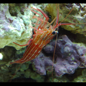 Lysmata Seticaudata peppermint shrimp