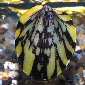 Marbled Limpet Nerite Snail Septaria Porcellana