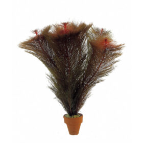 Myriophyllum Matagrossense