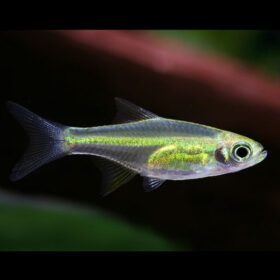 Neon Green Rasbora Microdevario Kubotai