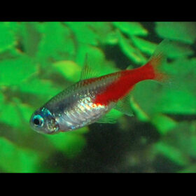 Neon Tetra Diamond Paracheirodon Innesi Diamond