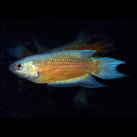Paradisefish Blue Fin Red Flame Macropodus Opercularis