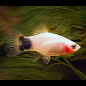 Platy White Mickey Xiphophorus Maculatus