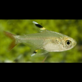 Pristella Tetra Pristella Maxillaris