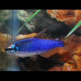 Royal Tetra Super Blue Inpaichthys Kerri