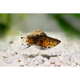 Sailfin Molly Dalmatian Gold