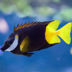 Siganus Uspi Bicolor Foxface