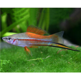 Swordtail Neon