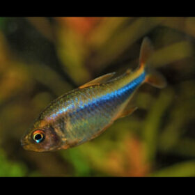 Tetra Wadai Hyphessobrycon Wadai