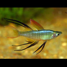 Threadfin Rainbowfish Iriatherina Werneri