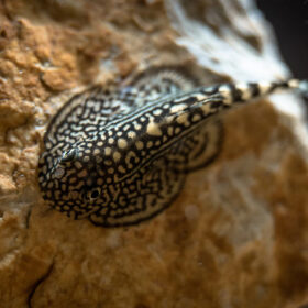 Tiger Hillstream Loach