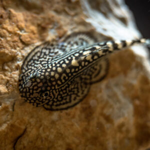 Tiger Hillstream Loach
