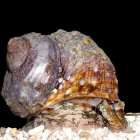 Turbo Fluctuosa Mexican Turbo Snail