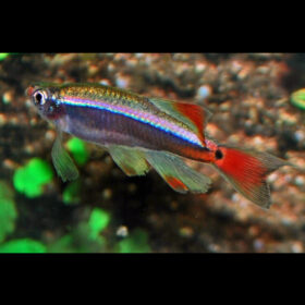 White Cloud Minnow Long Fin Tanichthys Albonubes Long Fin