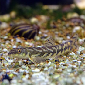 Zodiac Loach