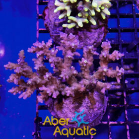 Acropora 30