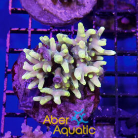Acropora 31