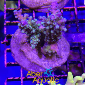 Acropora 32