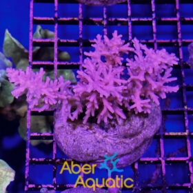 Acropora 34