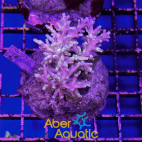 Acropora 35