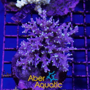 Acropora 36