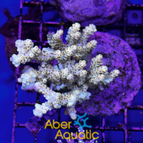 Acropora 37