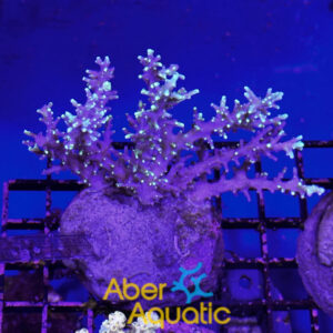 Acropora 38