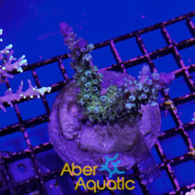 Acropora 39