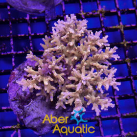 Acropora 40