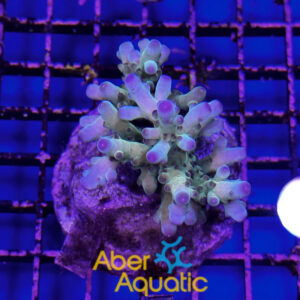 Acropora 41