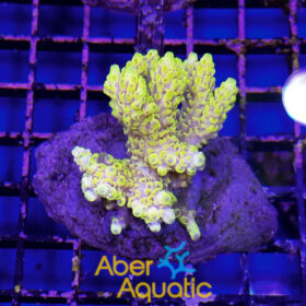Acropora 42