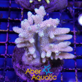 Acropora 43