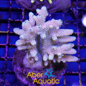 Acropora 43