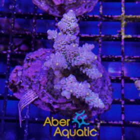 Acropora 44