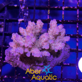 Acropora 45