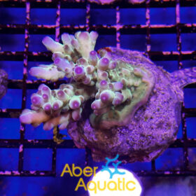 Acropora 46